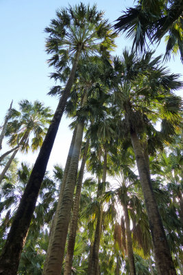 Mataranka Springs palms