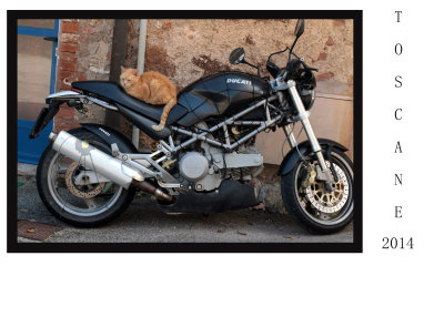 DucatiChat coyprigth copy.jpg