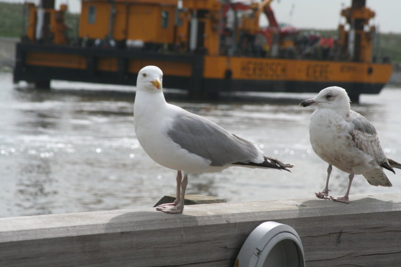zomer_2012
