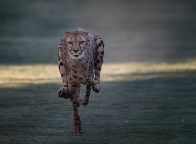 Wildlife