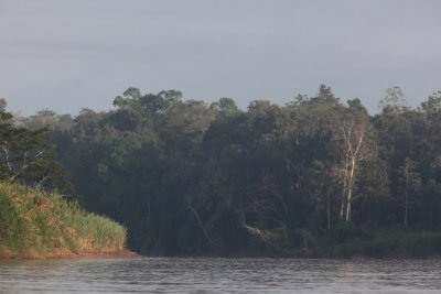 Kinabatangan river