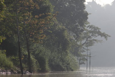 Kinabatangan river