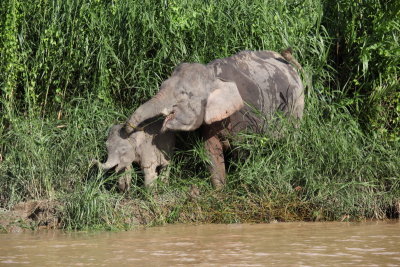 Pygmy elephant