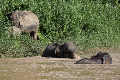 Pygmy elephant