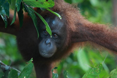 Orang Utan