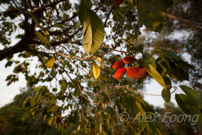 Zeiss Distagon T* 2.8/15mm