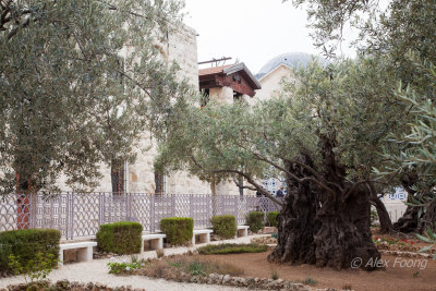 Garden of Gethsemane IMG_0200.JPG