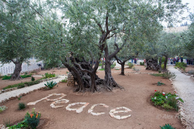 Garden of Gethsemane IMG_0240.JPG