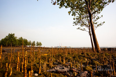 Merambong Island Mangrove IMG_4265.JPG