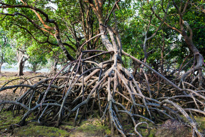 Merambong Island Mangrove IMG_4238.JPG