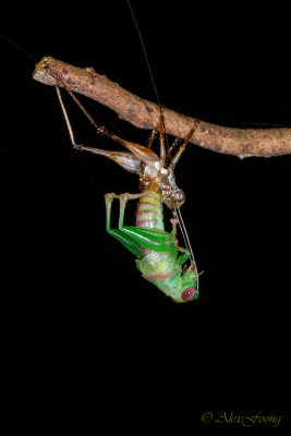 Cricket moulting