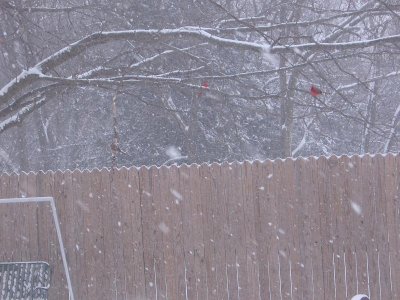 IMG_7431.JPG