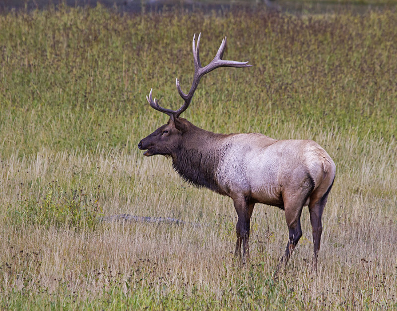 Elk bugling.jpg