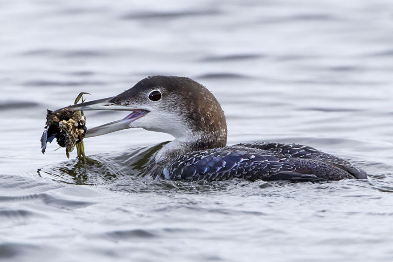 Loon with crab covered with barnacles.jpg