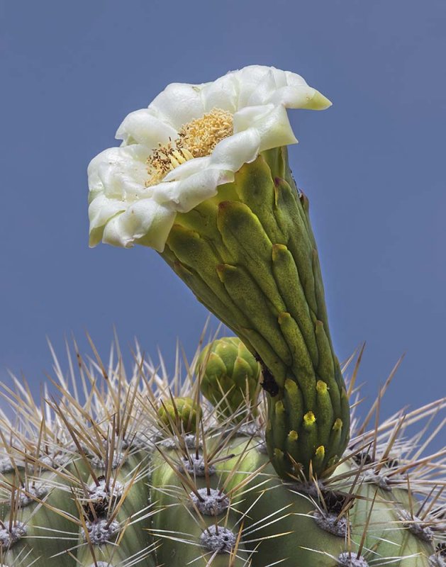 Cactus Flower.jpg