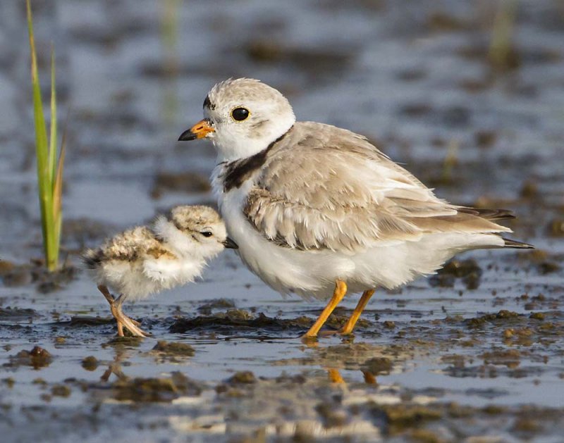 Piping plover baby leans on mom.jpg