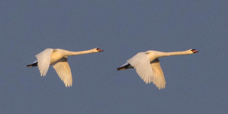 Swans flying 2.jpg