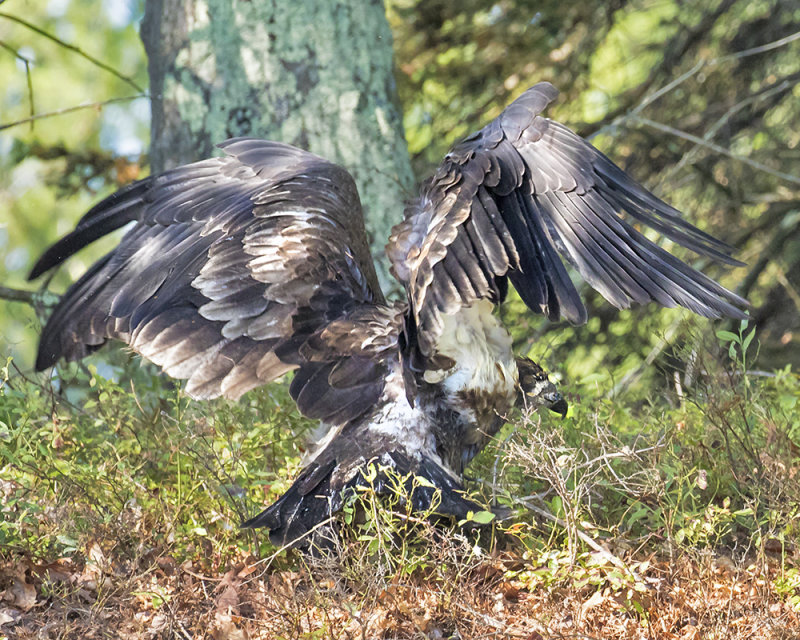 Juvenile Eagle climbed hill.jpg