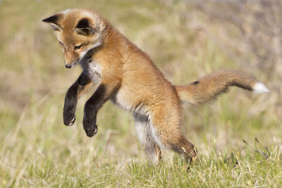 Fox kit leaping.jpg