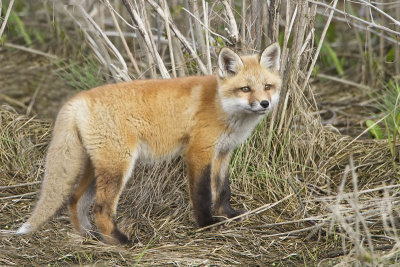 Fox kit in grass.jpg