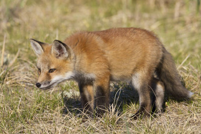 Curious Fox kit.jpg