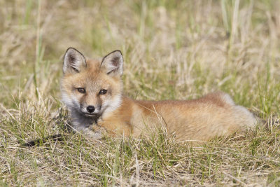 Fox kit lying in grass.jpg