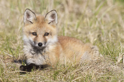 Fox kit poses in grass.jpg