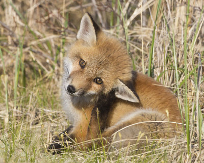 Fox kit scratching.jpg