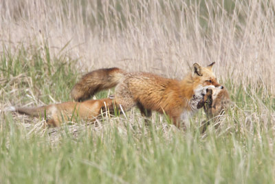 Fox  mom with prey and kit following.jpg