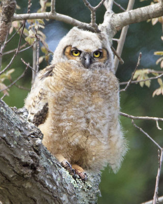 Great Horned Owl Fledgling.jpg