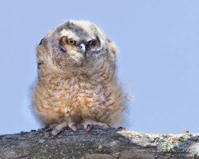 Great Horned Owlet.jpg