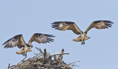 Osprey pair hovering.jpg