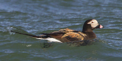 Long-tailed Duck.jpg