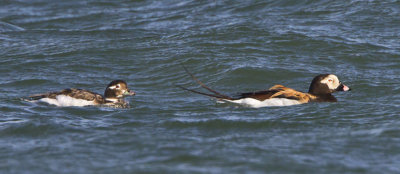 Long-tailed Duck pair.jpg