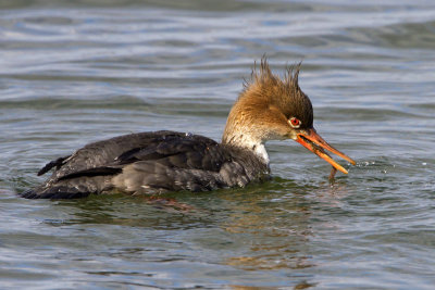 Female Red-breasted Merganser with fish .jpg