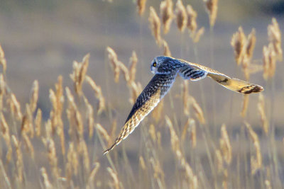 Short-eared in field.jpg