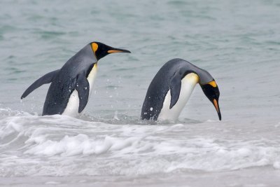 King Penguin about to dive.tif