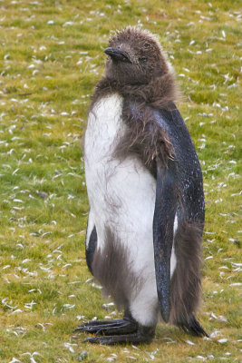 King Penguin juvenile molting.jpg