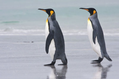 King Penguin pair by water.jpg