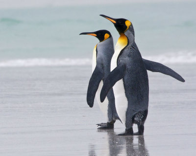 King Penguin pair 2.jpg