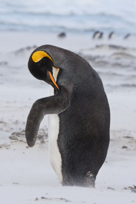 King Penguin preens in sandstorm.jpg