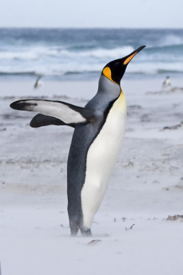 King Penguin stretching.jpg