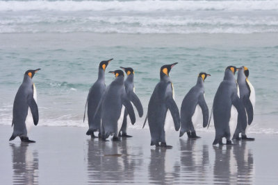 King Penguins watching the sea.jpg