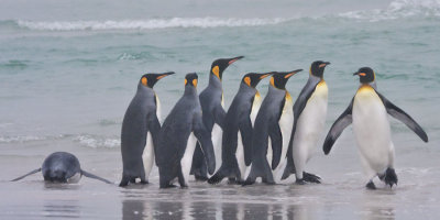 King Penguins by sea 2.jpg