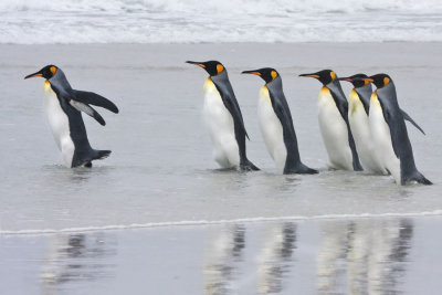 King Penguins in surf.jpg