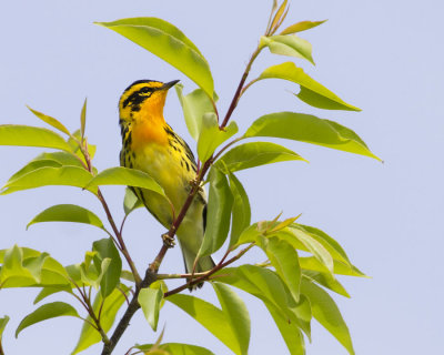 Blackburnian with blue sky_MG_5717.jpg