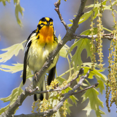 Blackburnian facing_MG_4409.jpg