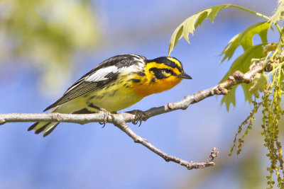 Blackburnian on branch.jpg