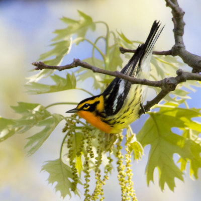 Blackburnian hanging down.jpg