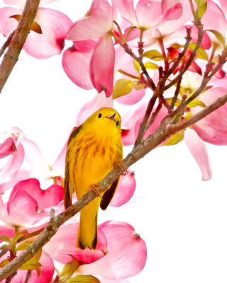 Yellow warbler in pink dogwood.jpg